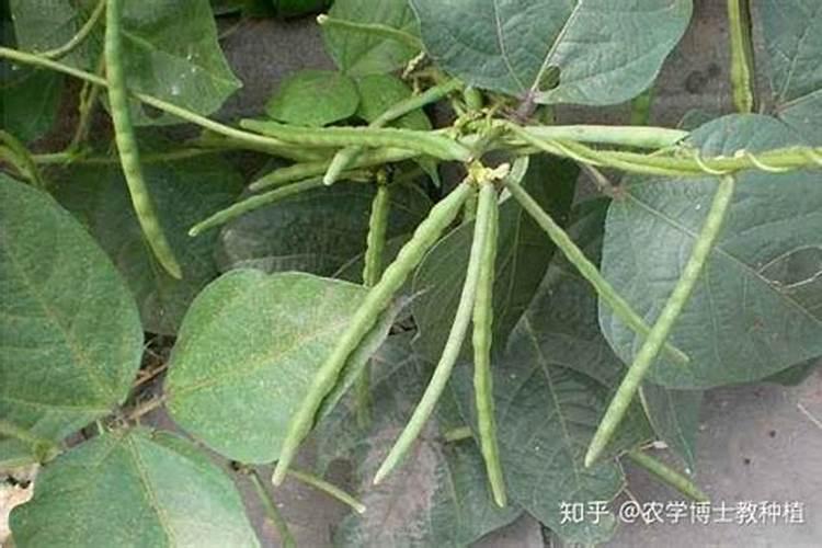 绿豆在花期能喷施吡唑醚菌酯和叶面肥吗？