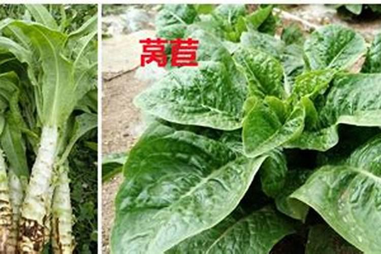 莴笋出现这种问题是什么原因