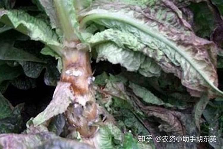 种植莴苣须知,哪些化肥有利于蔬菜长茎干呢？