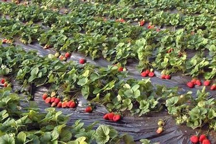 草莓开花结果期施什么肥
