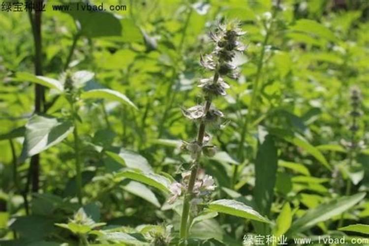 荆芥用什么肥料好,如何施肥请问盆栽大叶荆芥开花后需要施肥吗施什么肥...