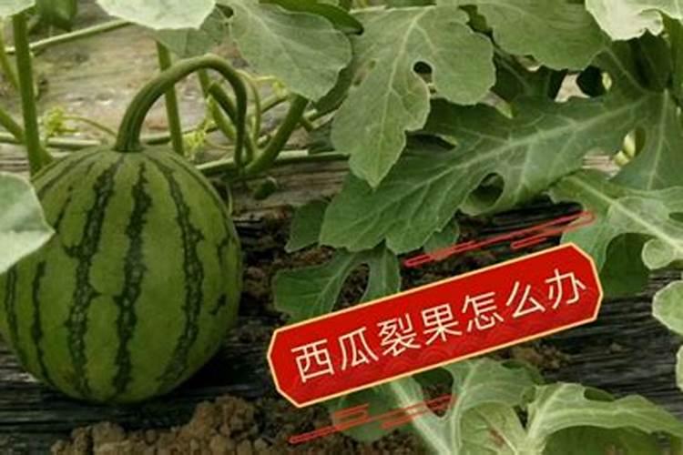 西瓜的施肥方法,用什么肥？