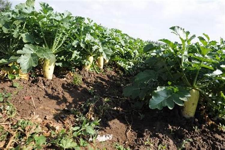 白罗卜用什么叶面肥萝卜长得大