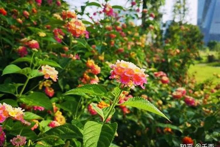 五色梅怎么施肥