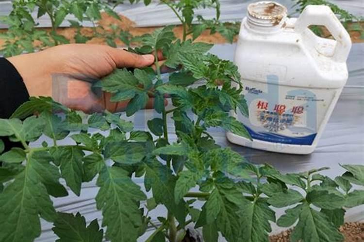 水溶肥灌根使用方法