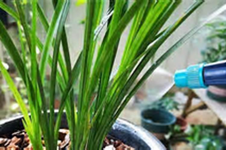 兰花喷什么叶面肥最好(兰花叶面肥喷施注意事项)