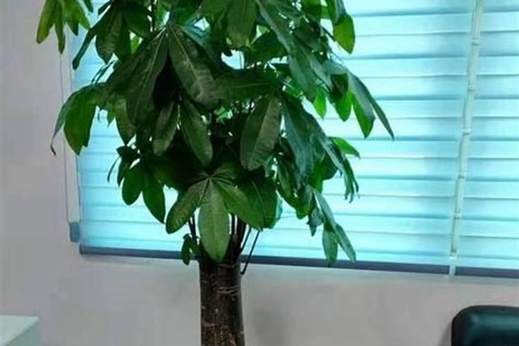 含腐植酸水溶肥料能用发财树吗？