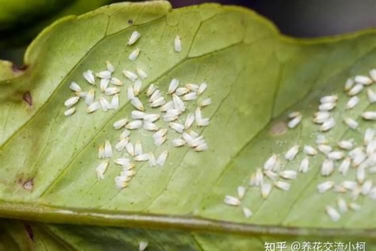 西红柿喷药用哪些药