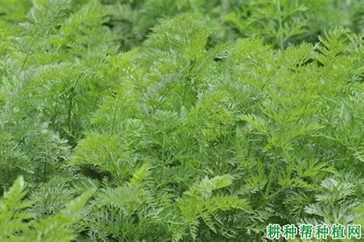 怎样防止萝卜黑心