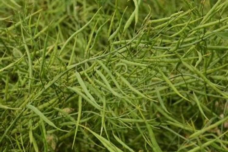 什么时候播油菜籽？
