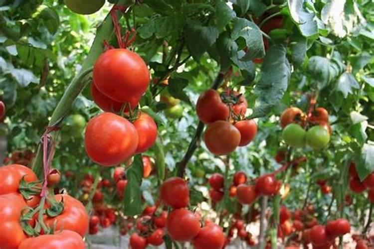 西红柿种植技术管理:如何施肥？什么时间施肥？施多少肥？