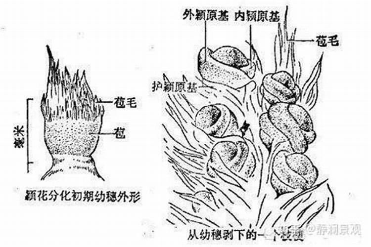 什么肥可促进花芽分化