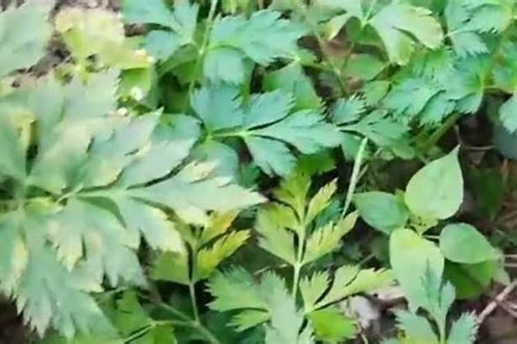 川芎需要施多少底肥