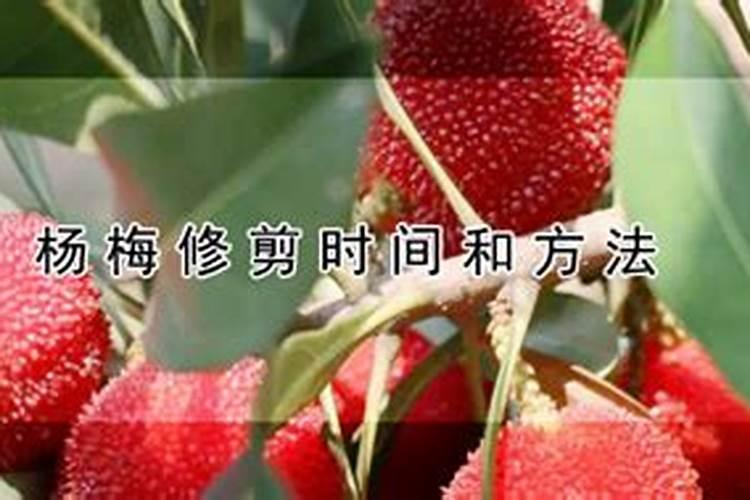 杨梅施什么肥料好