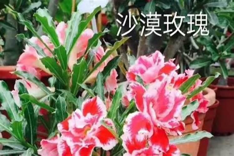 君子兰僵苗不长怎么办