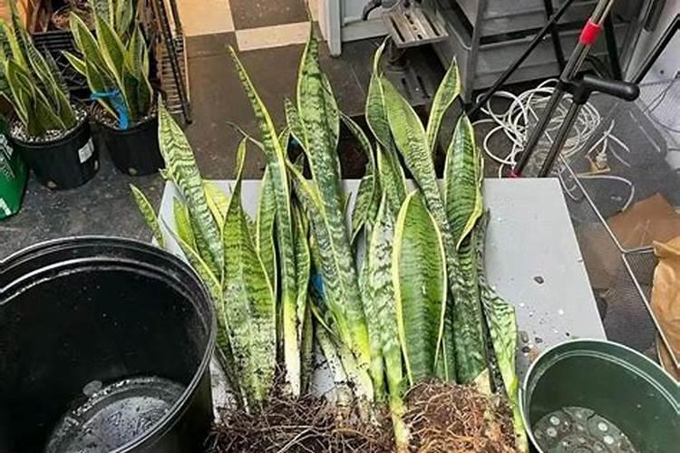 茶花僵苗怎么办