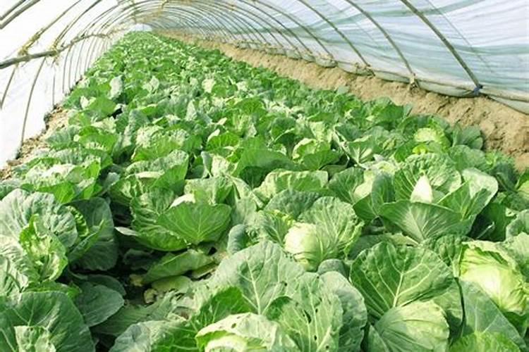 白菜没上底肥出苗后怎么追肥