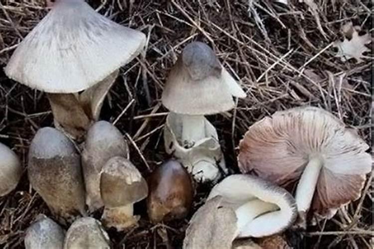 怎样让食用菌废料再利用？