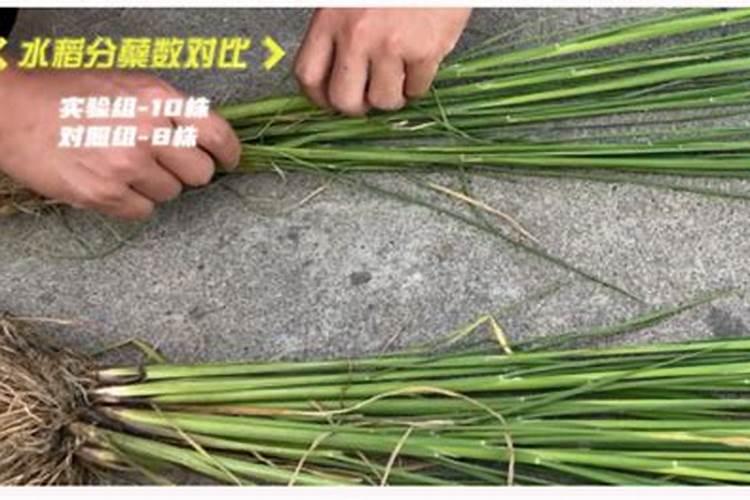 水稻后期能用钾肥吗