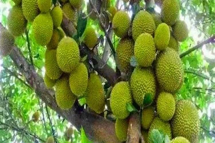 榴莲放什么肥料生长快？