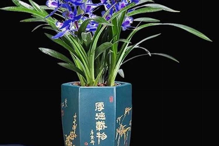 兰花专用肥有哪些,兰花专用肥有哪些金边蕙兰