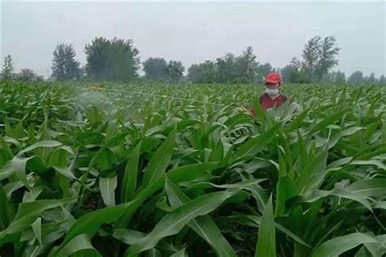 有露水可以打叶面肥吗