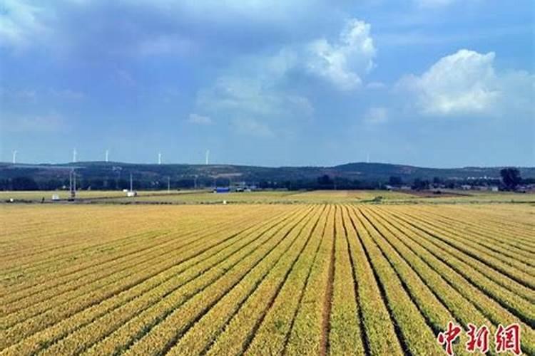 果园农场旅游景点介绍图 果园景区