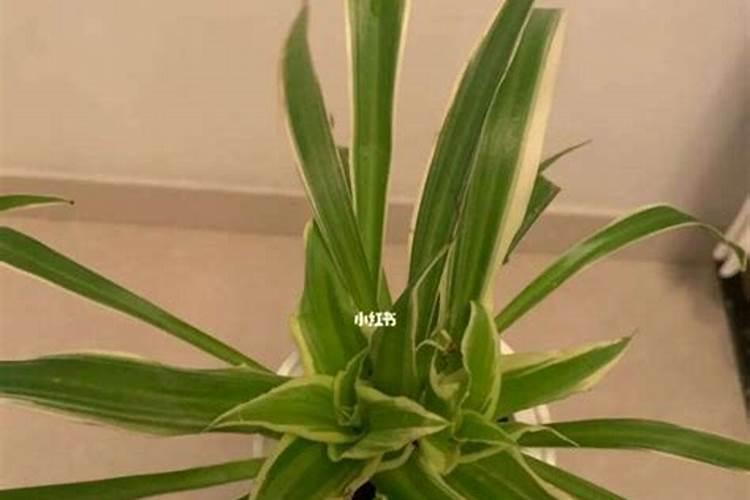 氮磷钾养花怎么用效果最好