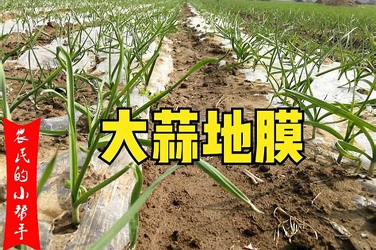 白蒜的市场效益好,怎么提高白蒜种植的产量？