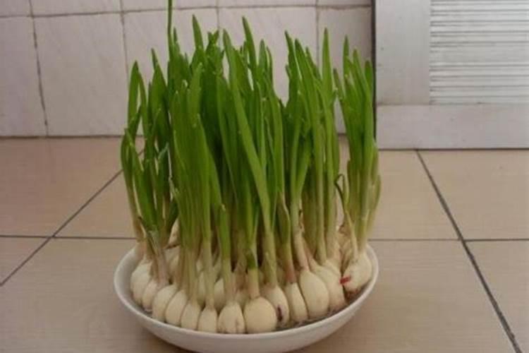 大蒜膨大期用什么肥料