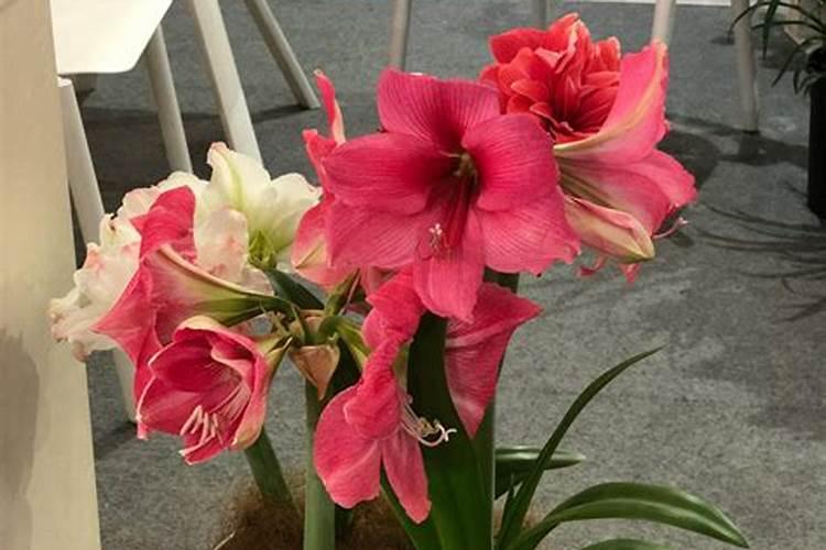 朱顶红花后施什么肥
