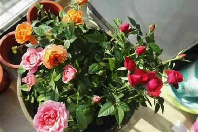 盆栽月季花如何施肥