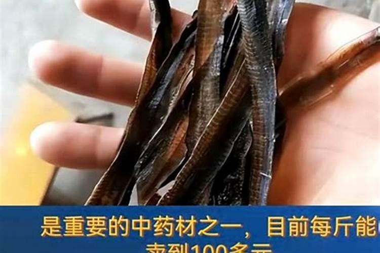 蚯蚓能直接喂鱼吗