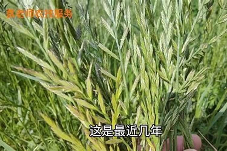 小麦打过除草剂几天可以打叶面肥
