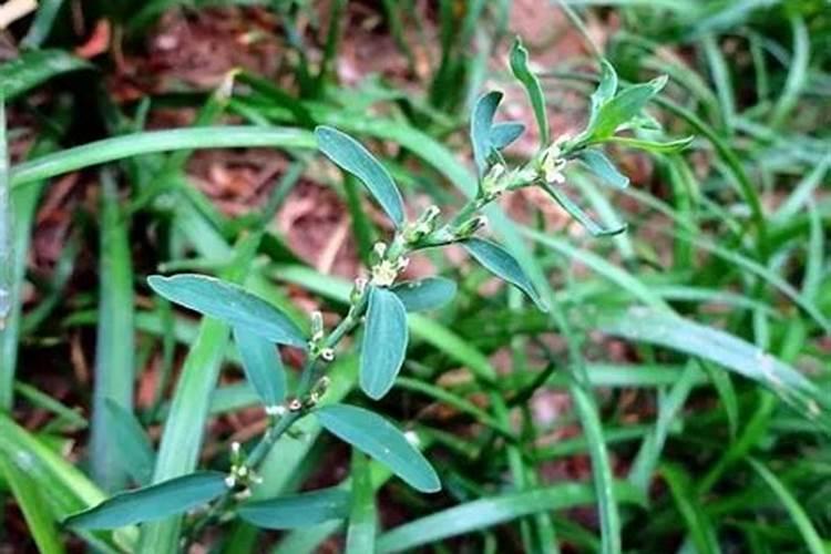 小麦打了除草剂几天能打叶面肥和药