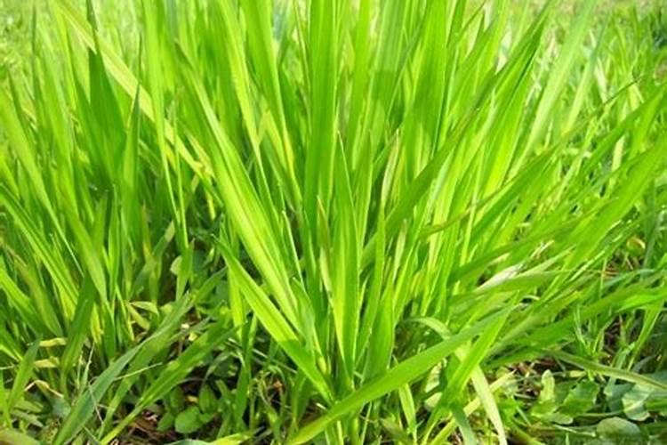 小麦打过除草剂几天可以打叶面肥
