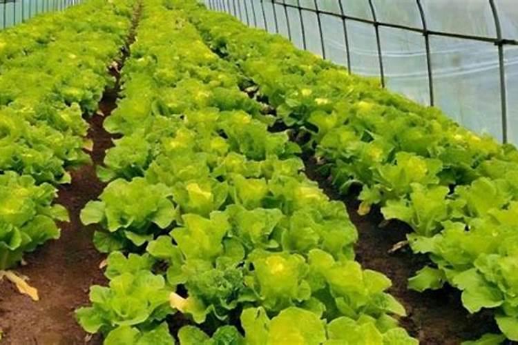 怎样在蔬菜上喷施叶面肥？ 代森锰锌在农业上的使用及注意事项