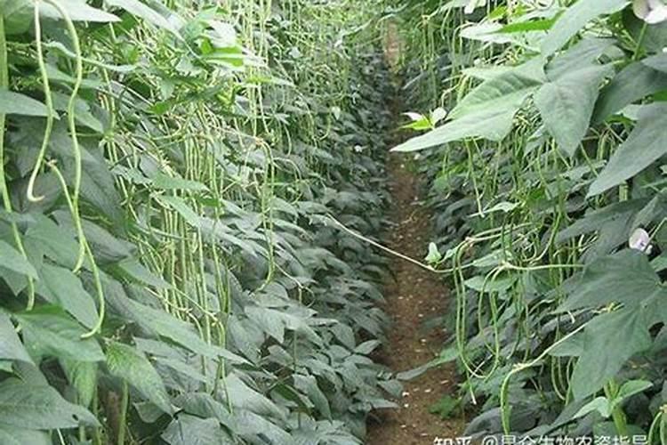 豆角用什么肥料效果好(种植豆角结果期需要什么叶面肥)