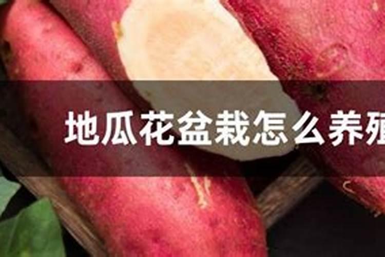 地瓜花怎么种植发芽快