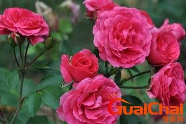 使月季开花施什么肥