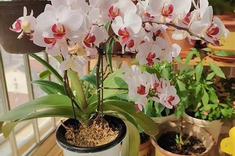 蝴蝶兰施什么肥最好