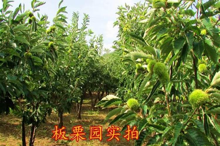 一棵板栗施多少肥