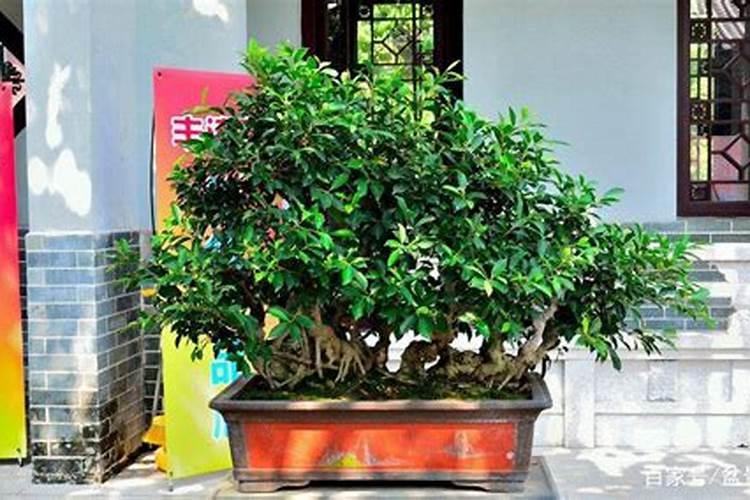 小叶榕树的养殖方法和注意事项