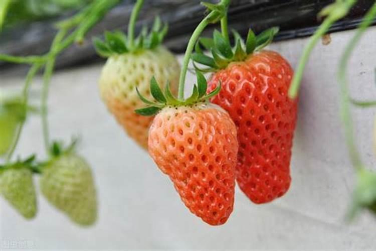 种植草莓如何进行施肥