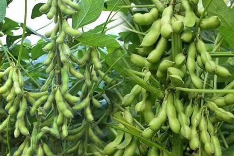 种植毛豆需要施什么肥 一起来看下吧