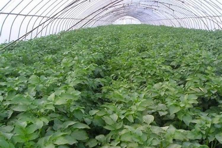 硫酸钾能用于土豆基肥吗？如果可以每亩用量是多少？不可以的话用什么肥料...