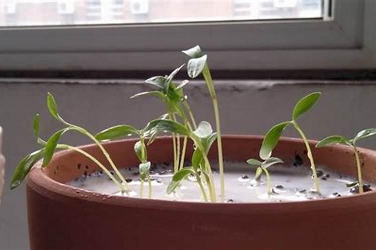 牛奶可以用来浇花吗？