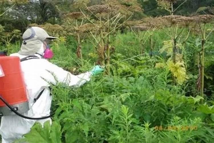 草甘磷对果树产生药害后及解救办法