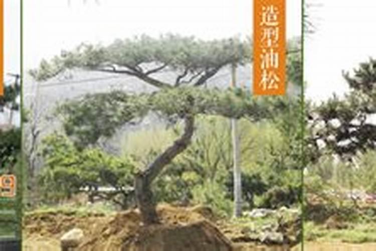 修点过的黑松能晒太阳和浇水吗？