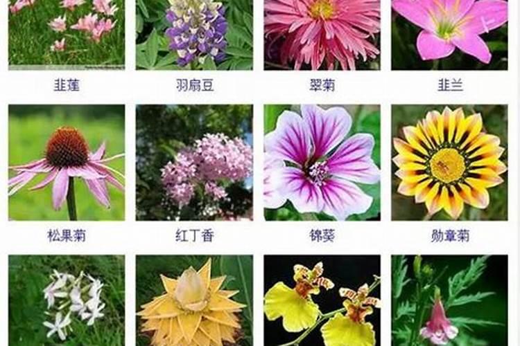叶面肥厂家哪个做的最好？